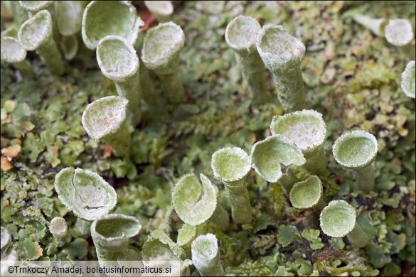 Cladonia chlorophaea