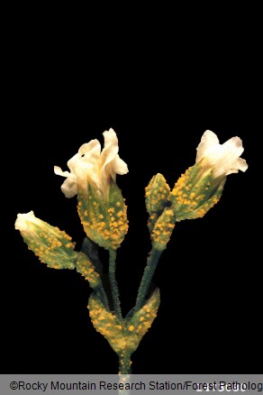 <i>Melampsorella caryophyllacearum</i> na <i>Cerastium</i> spp.