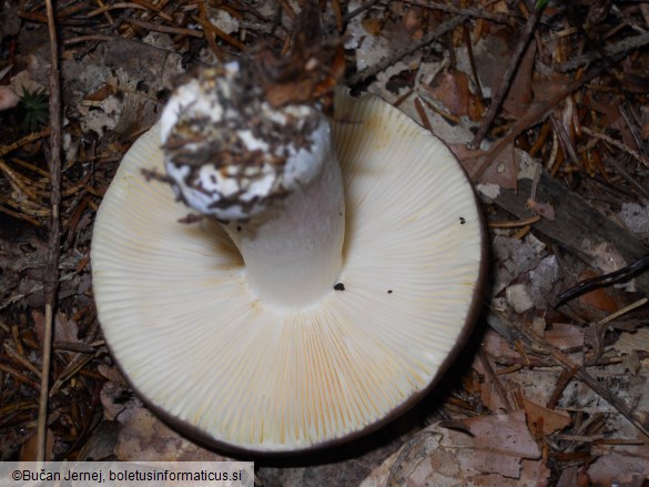 Russula integra