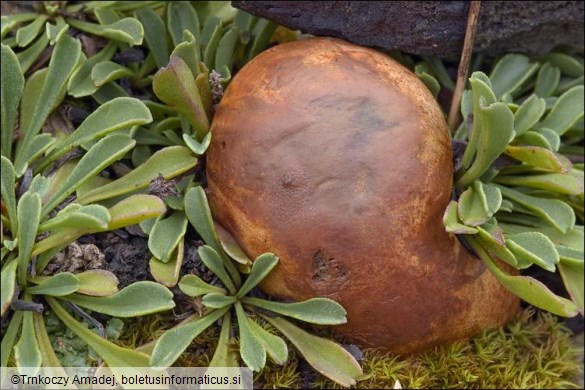 Rhizopogon obtextus