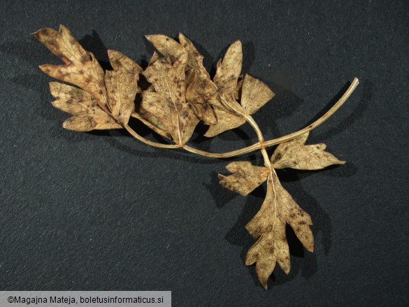 Puccinia oreoselini 