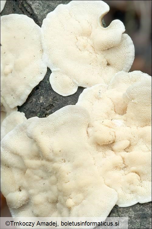 Trametes ochracea