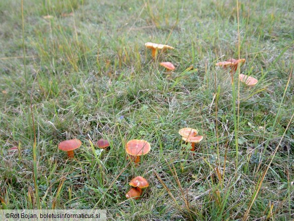 Hygrocybe punicea