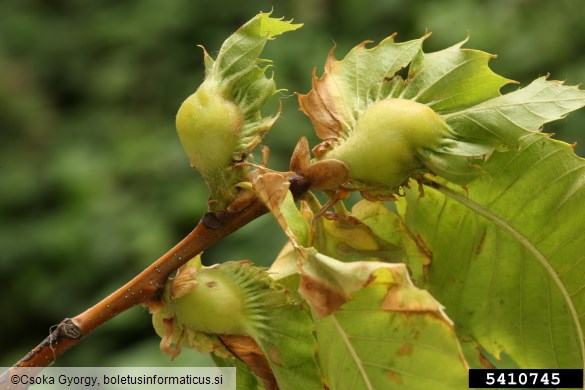 kostanjeva šiškarica (<i>Dryocosmus kuriphilus</i>) na <i>Castanea</i> spp.