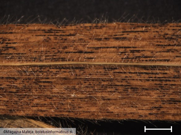 Puccinia straminis