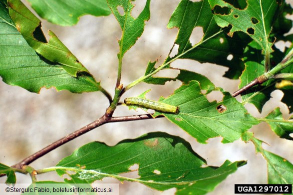<i>Operophtera fagata</i> na <i>Fagus sylvatica</i>