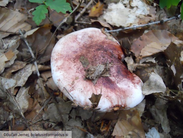 Hygrophorus russula