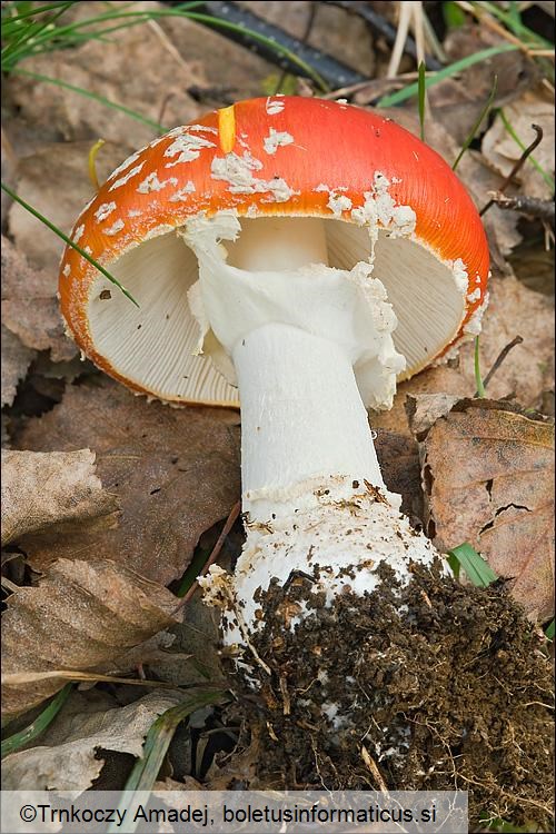 Amanita muscaria