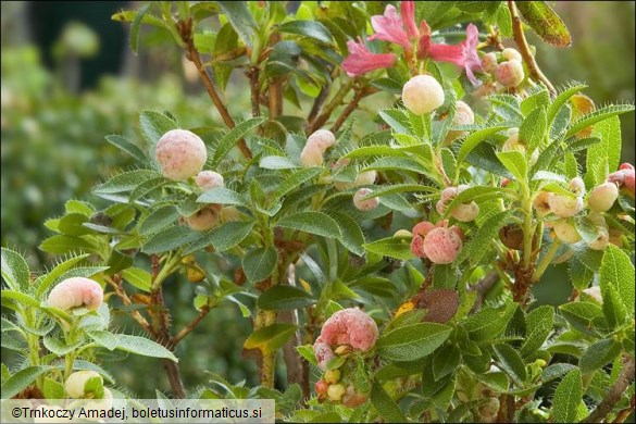 Exobasidium rhododendri