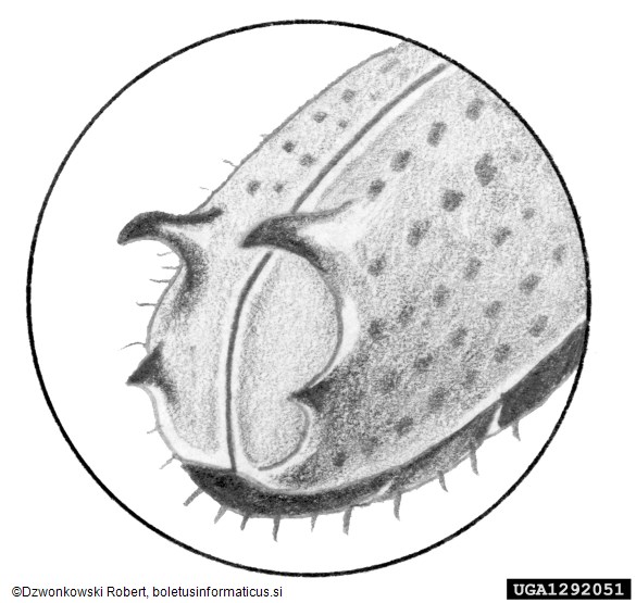 <i>Pityogenes quadridens</i>