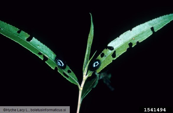 modri vrbin lepenec (<i>Plagiodera versicolora</i>)