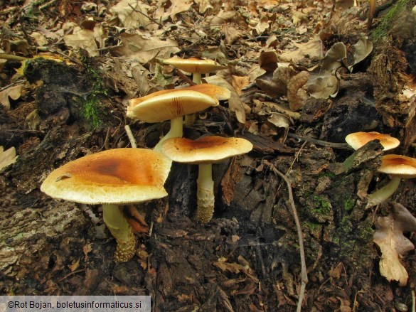 Pholiota lubrica