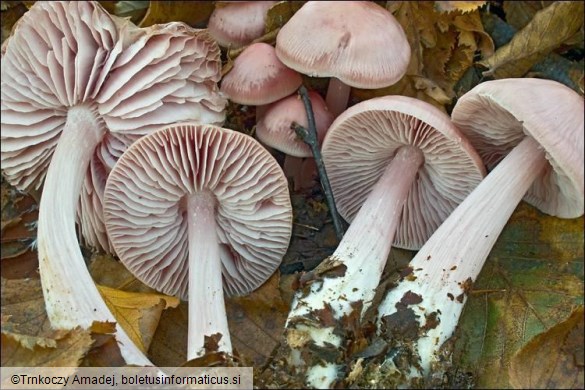 Mycena rosea