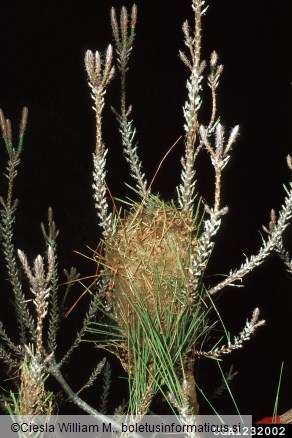 pinijev sprevodni prelec (<i>Thaumatopoea pityocampa</i>) na <i>Pinus brutia</i>