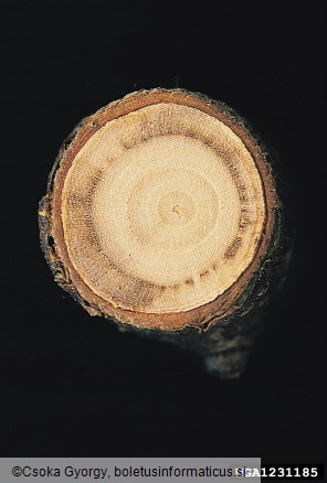 veliki brestov beljavar (<i>Scolytus scolytus</i>)