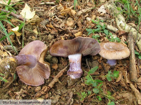 Cortinarius purpurascens