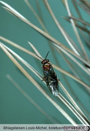 rjava borova grizlica (<i>Neodiprion sertifer</i>) na <i>Pinus</i> spp.