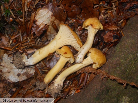 Cantharellus cibarius var. amethysteus