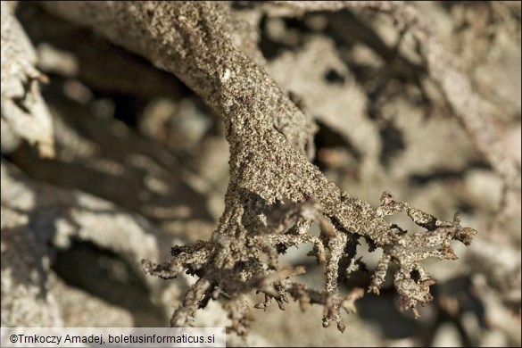 Pseudevernia furfuracea