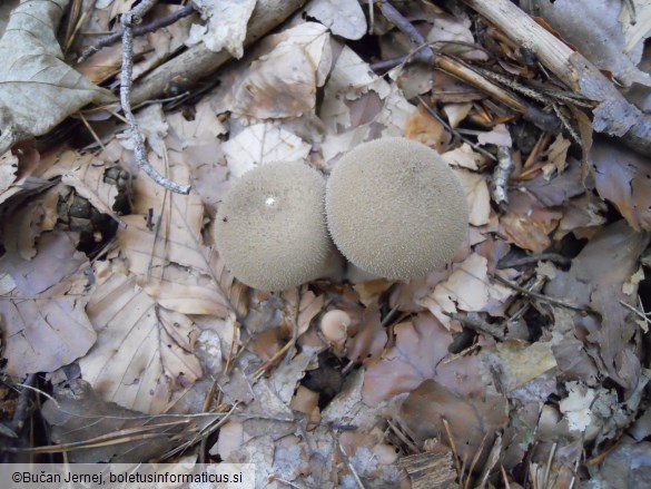 Lycoperdon perlatum