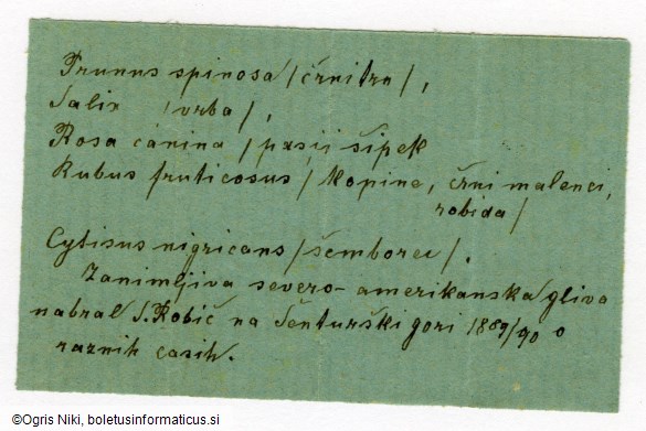 Peziza cinereofusca