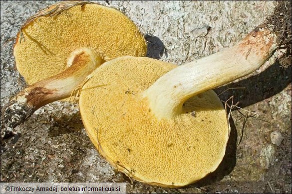 Suillus bovinus