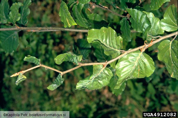 bukova listna uš (<i>Phyllaphis fagi</i>) na <i>Fagus sylvatica</i>