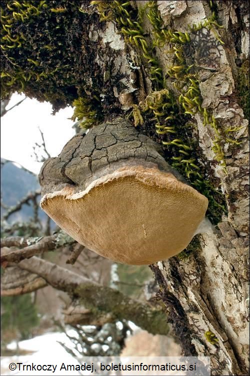 Phellinus pomaceus