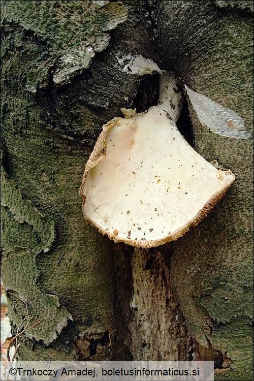 Pleurotus dryinus