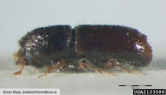 šesterozobi smrekov lubadar ali mali smrekov lubadar (<i>Pityogenes chalcographus</i>)