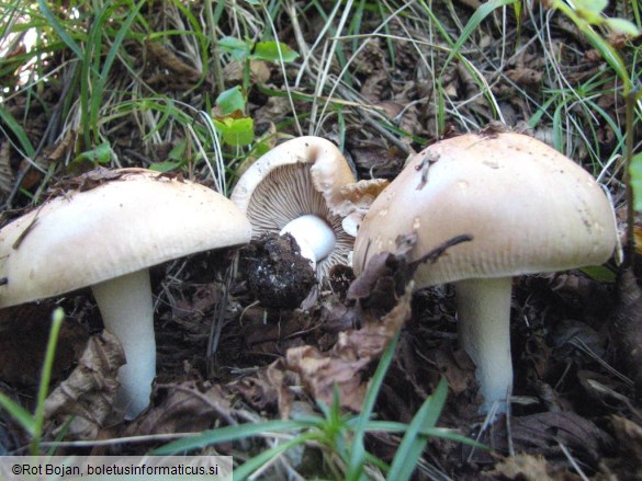 Hebeloma sinapizans