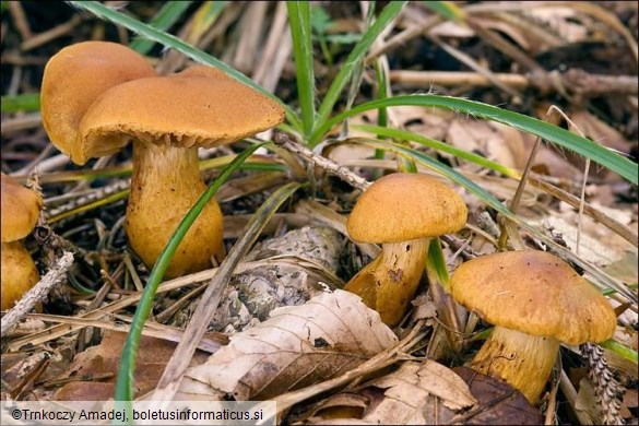 Cortinarius callisteus