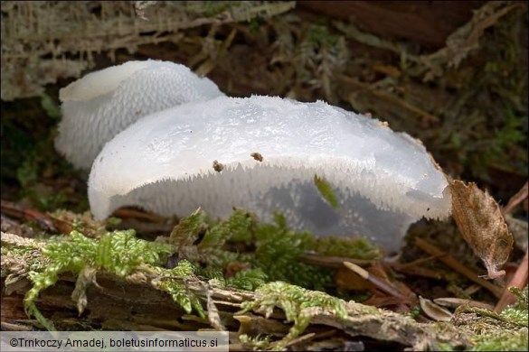 Pseudohydnum gelatinosum