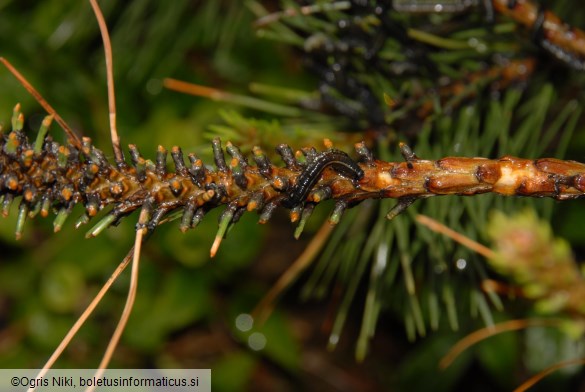 Rjava borova grizlica