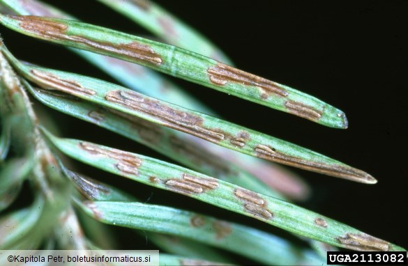 <i>Rhabdocline pseudotsugae</i> na <i>Pseudotsuga menziesii</i>