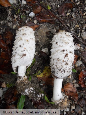 Coprinus comatus