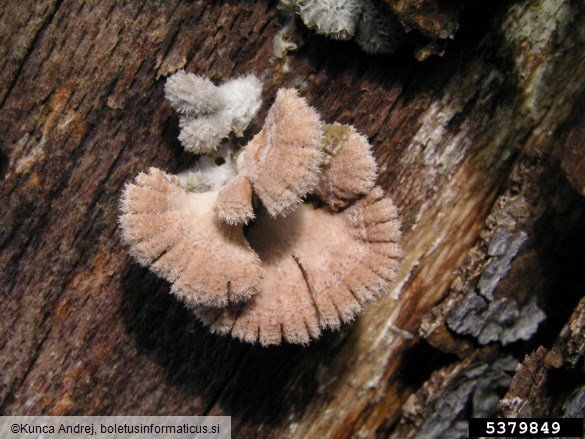 navadna cepilistka (<i>Schizophyllum commune</i>) na <i>Fagus sylvatica</i>