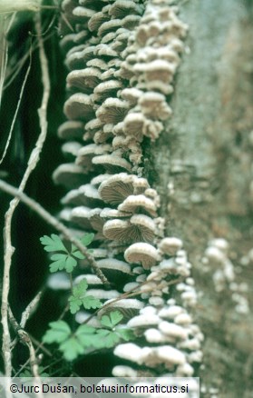 Navadna cepilistka