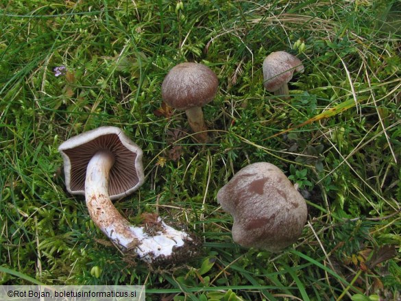 Cortinarius spilomeus