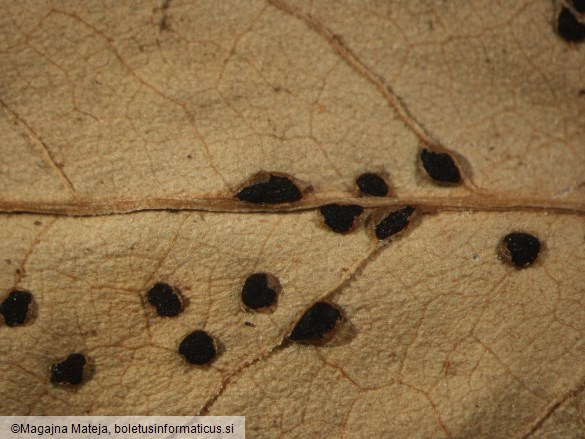 Puccinia polygoni 