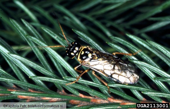 <i>Cephalcia abietis</i> na <i>Picea abies</i>