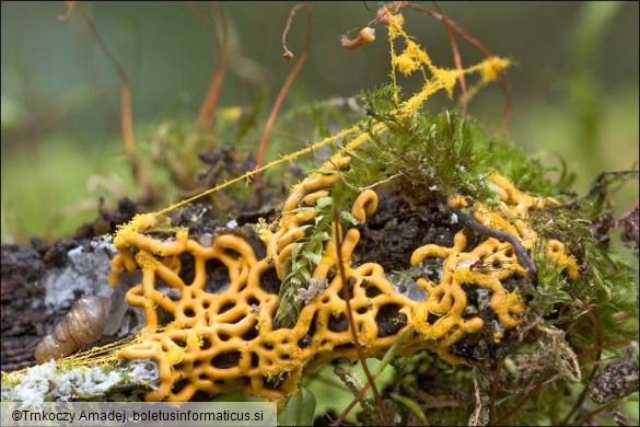 Hemitrichia serpula