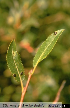 vrbova katranasta pegavost (<i>Rhytisma salicinum</i>) na <i>Salix</i> spp.