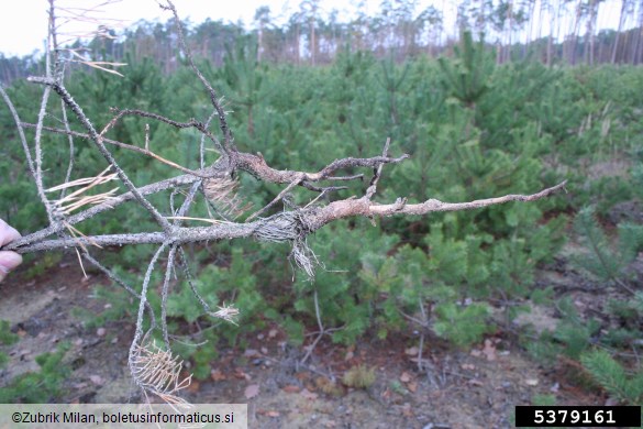 majski hrošč (<i>Melolontha melolontha</i>) na <i>Pinus</i> spp.