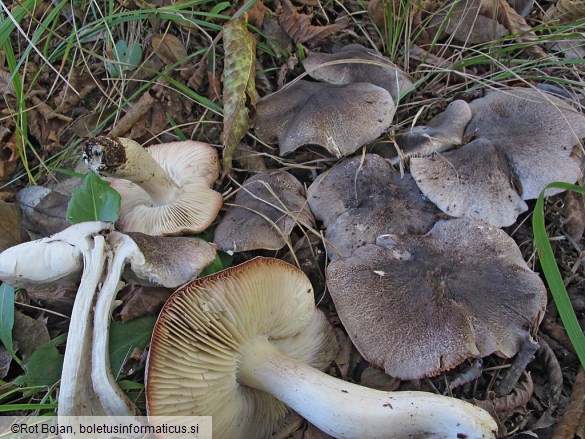 Tricholoma orirubens