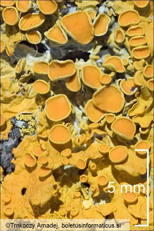 Xanthoria parietina