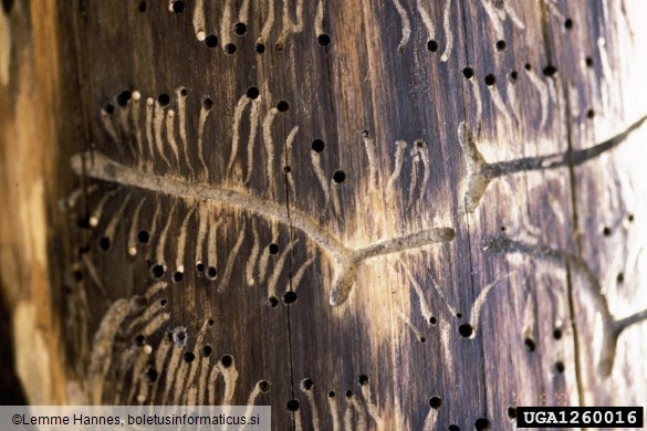 mali borov strženar (<i>Tomicus minor</i>) na <i>Pinus sylvestris</i>