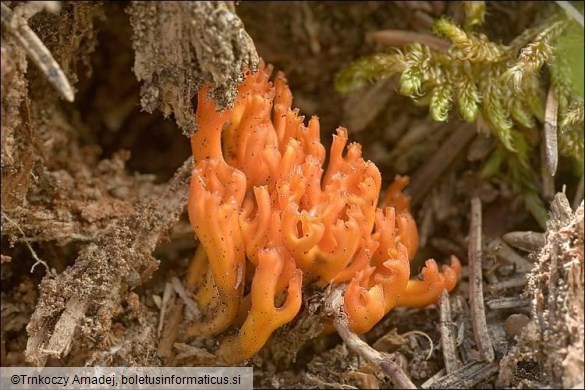 Calocera viscosa