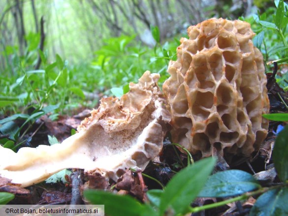 Morchella esculenta