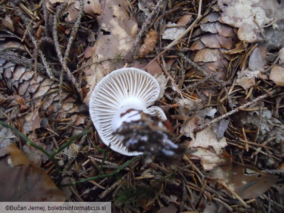 Hygrophorus agathosmus